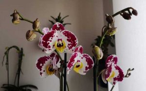 come-curare-le-orchidee